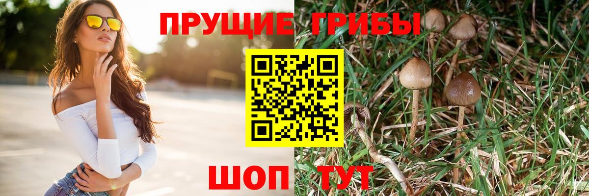 Луховицы  Псилоцибиновые грибы Psilocybe  Вход с VPN  Галлюциногенные грибы Psilocybe 